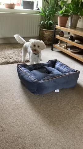 Highland Box Bed - Blue - Customer Photo From Anonymous