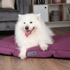 Manhattan Mattress - Berry Purple Dog Bed Scruffs® 