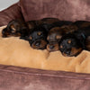 Kensington Box Bed - Chocolate Dog Bed Scruffs® 