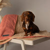 Snuggle Blanket - Terracotta Dog Blanket Scruffs® 