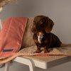 Snuggle Blanket - Terracotta Dog Blanket Scruffs® 