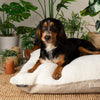 Eden Pillow Bed - Cream Dog Beds Scruffs® 