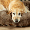 Alpine Box Bed - Taupe Dog Beds Scruffs® 