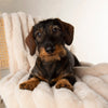 Aspen Pet Blanket for Dogs and Cats - Modelled by Ernie a Mini wired haired dachshund puppy