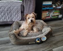 petslovescruffs Chateau Orthopaedic Box Bed - Latte Review