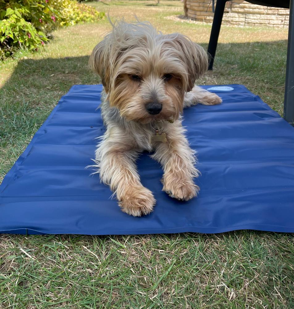 Cool Mat - Blue - Customer Photo From Gracie