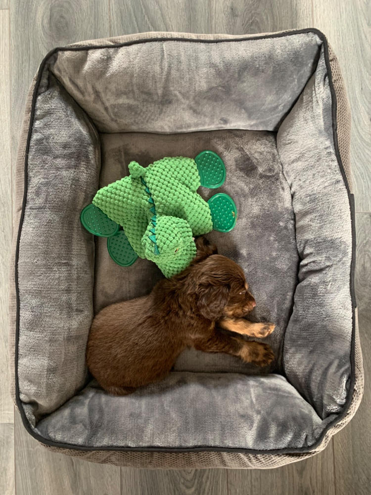 Chester Box Dog Bed - Graphite Grey - Customer Photo From Stacey