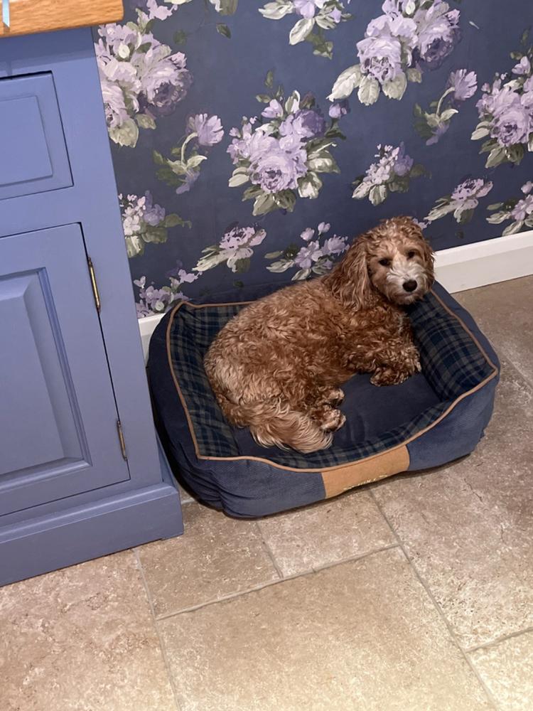 Highland Box Bed - Blue - Customer Photo From Allyson Macdonald