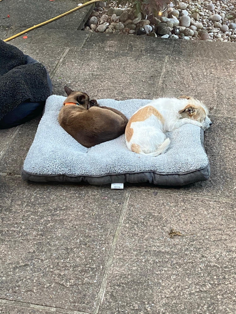 Cosy Dog Mattress - Grey - Customer Photo From Anonymous