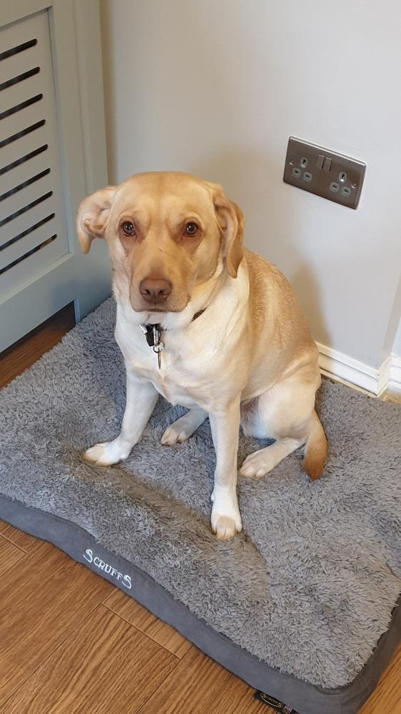 Cosy Dog Mattress - Grey - Customer Photo From Anonymous