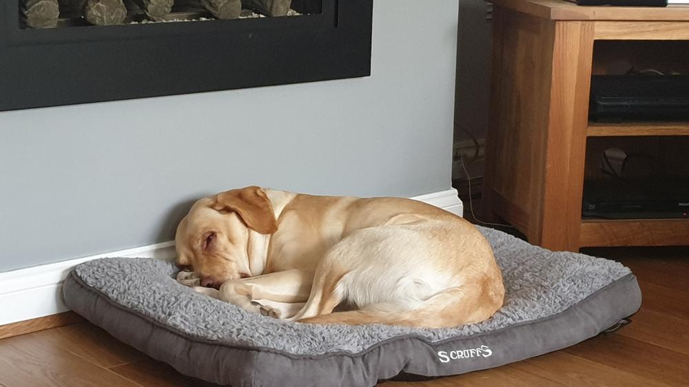 Cosy Dog Mattress - Grey - Customer Photo From Anonymous