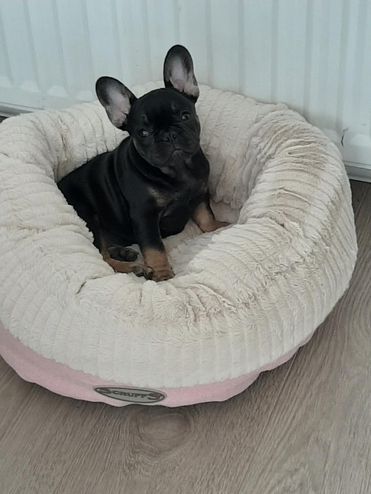 Ellen Donut Bed - Pink - Customer Photo From Jenine Hilton