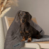 Cosy Dog Blanket - Grey Dog Blanket Scruffs® 