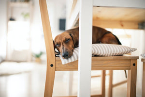 How To Pick The Right Bed For Your Dog: Here's What You Need To Know