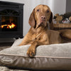 Chateau Orthopaedic Dog Mattress - Latte Dog Bed Scruffs® 