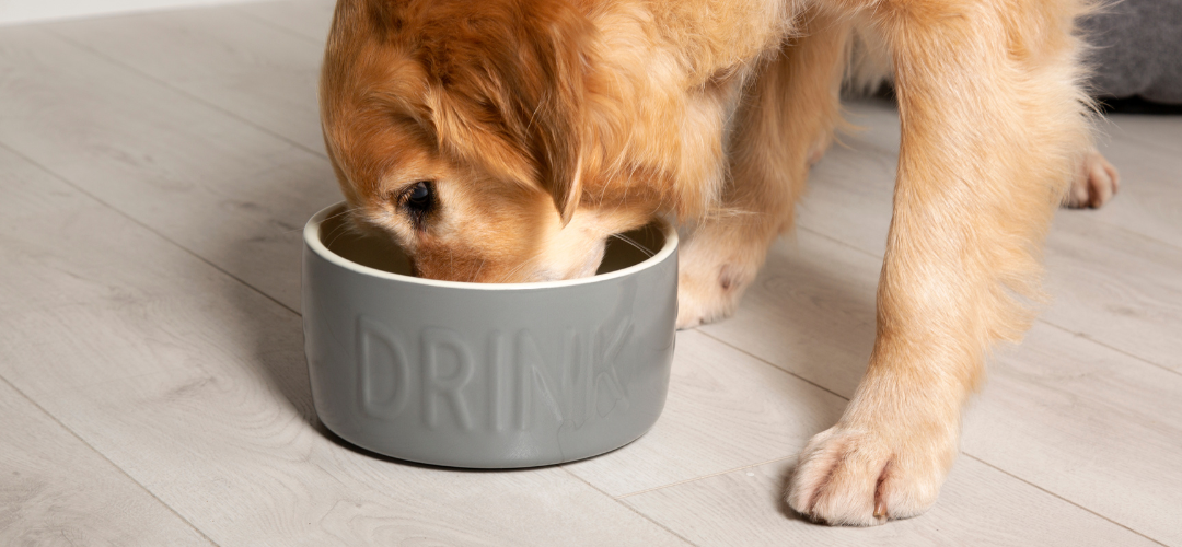 Scruffs Dark Grey Classic Water Bowl